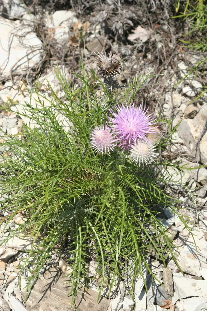 Spiny Thistle