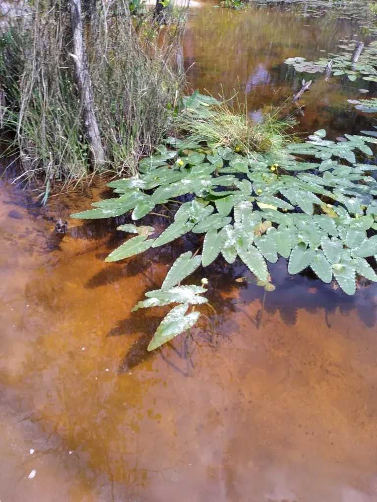 Arrow-leaved Water-lily