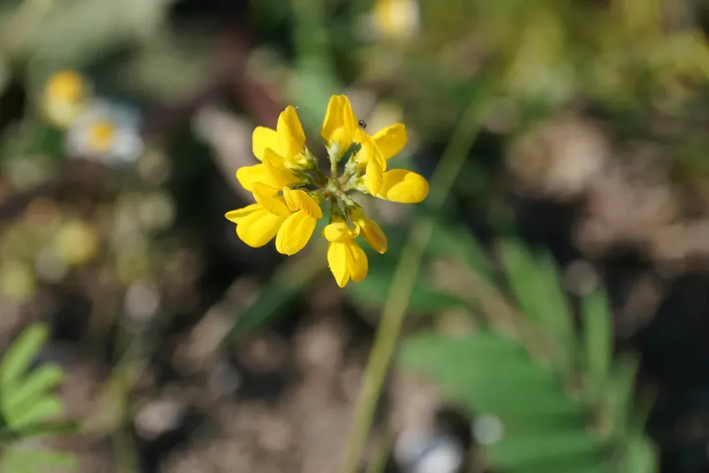 Sickle-fruited Fenugreek