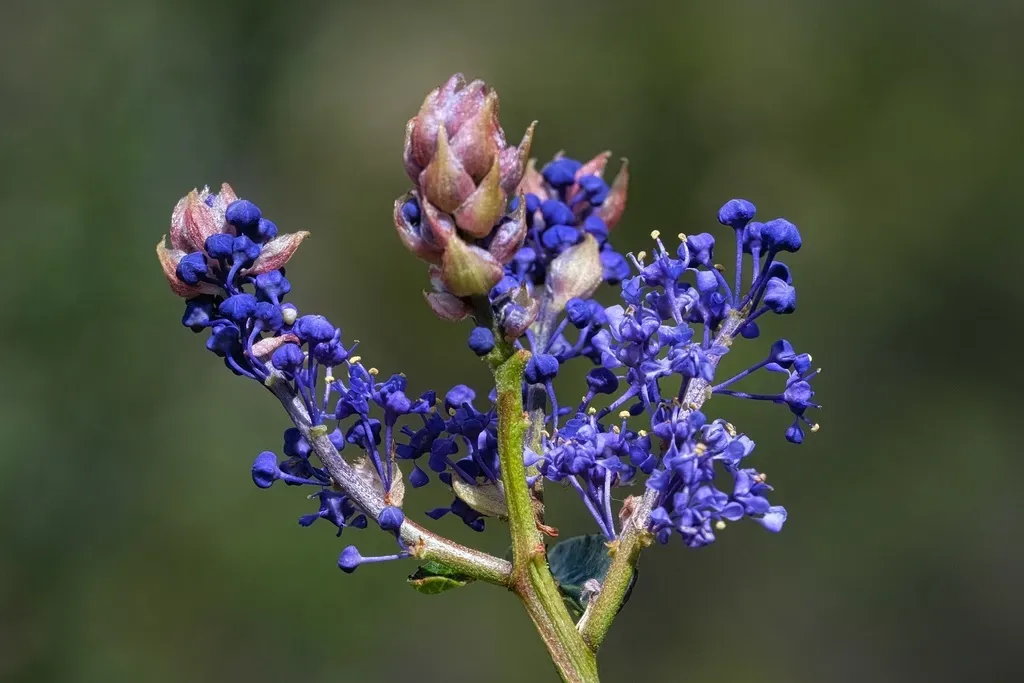 Lakeside Ceanothus