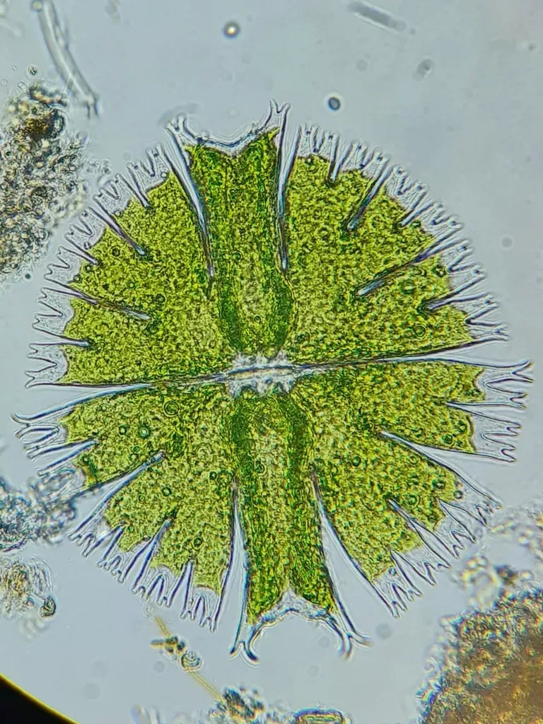 Micrasterias Compereana