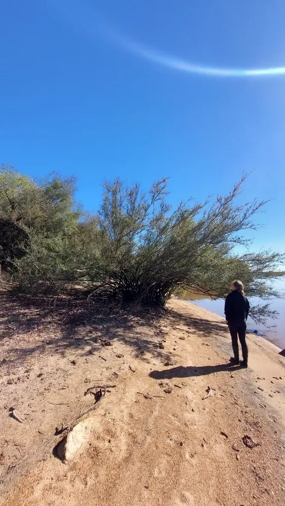 Sebastiania Schottiana