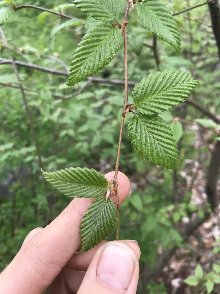Japanese Cherry Birch