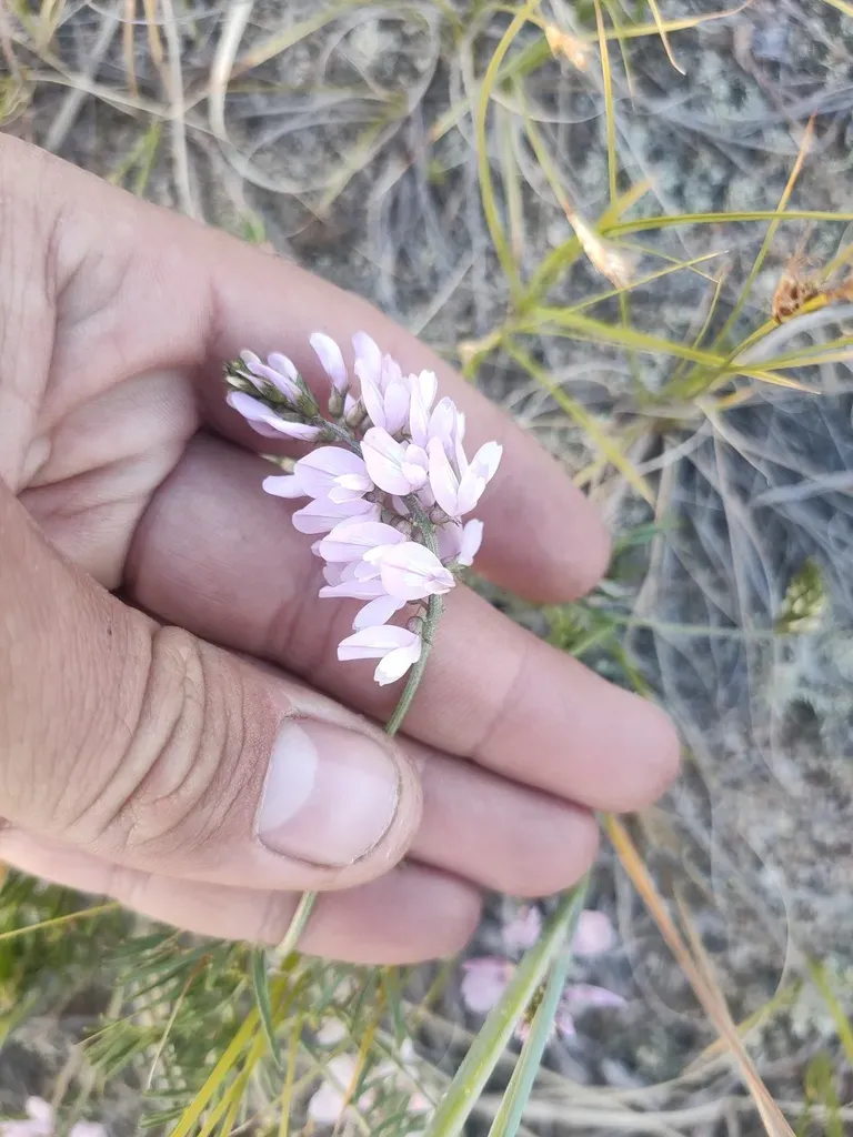Astragalus Versicolor