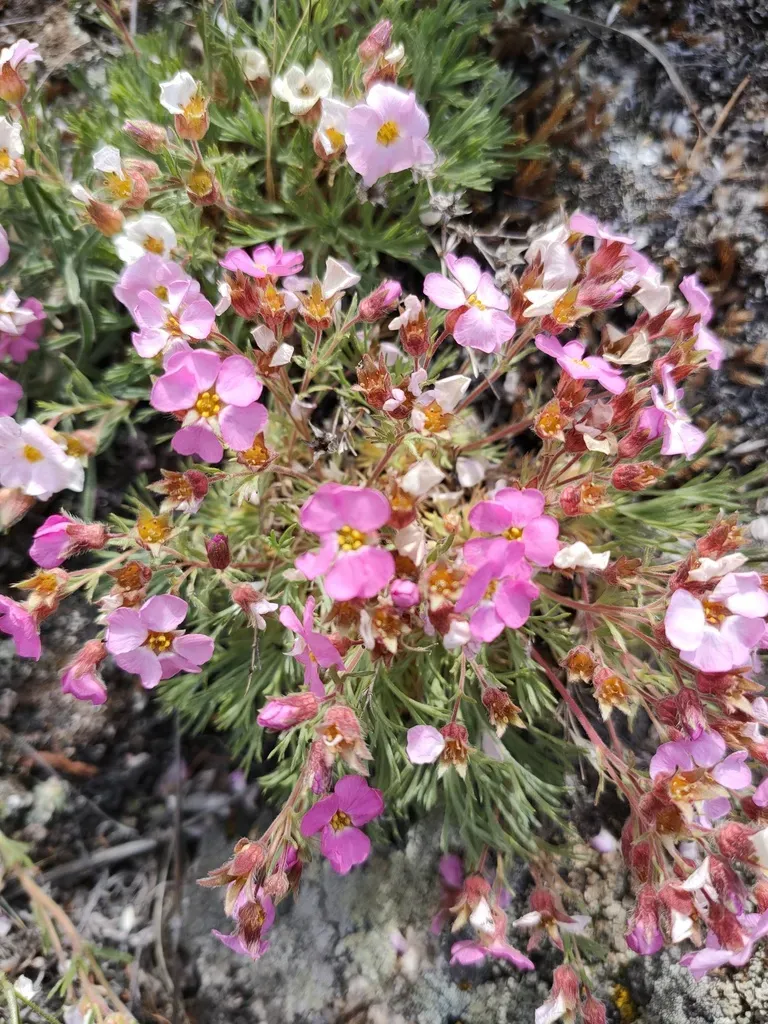 Big-flowered Chamaerhodos