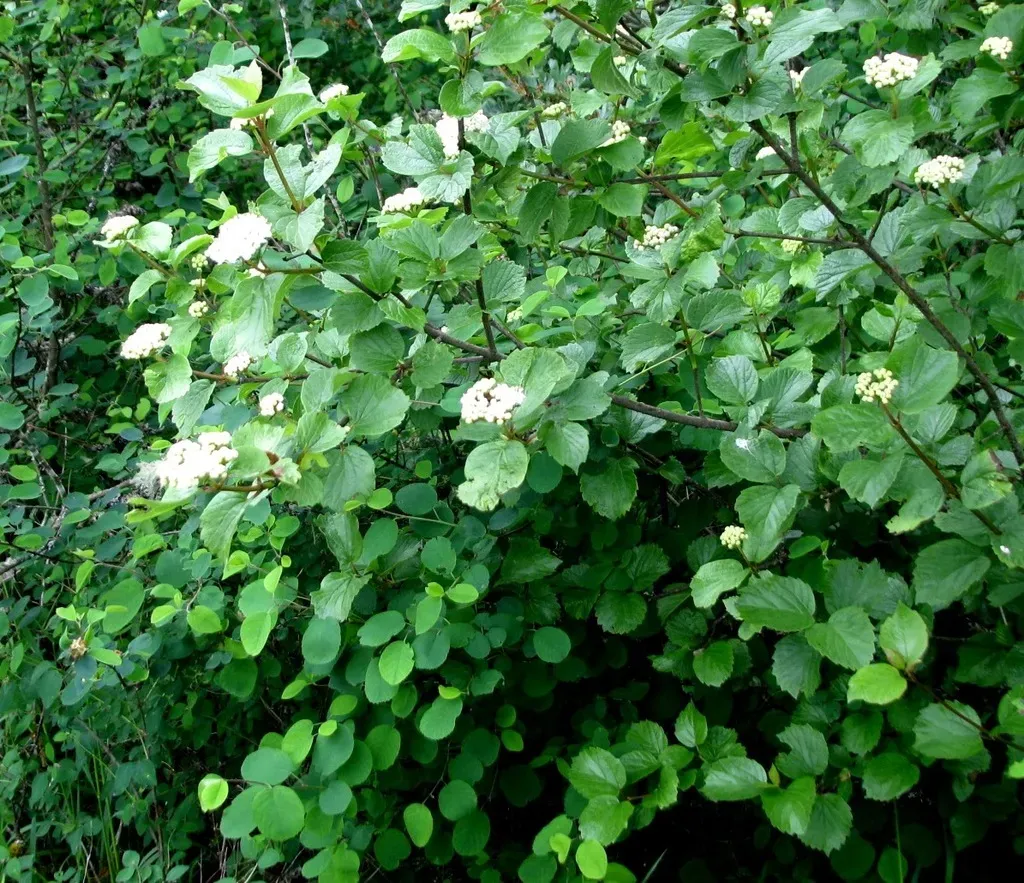 Oval-leaved Viburnum