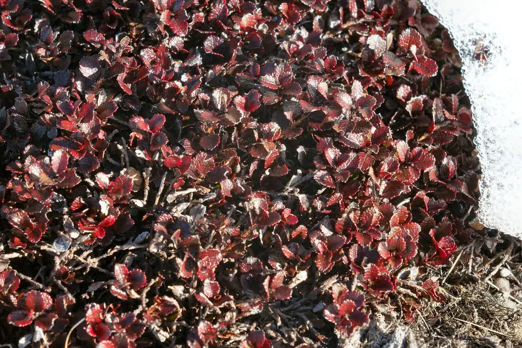 Mountain Snowberry