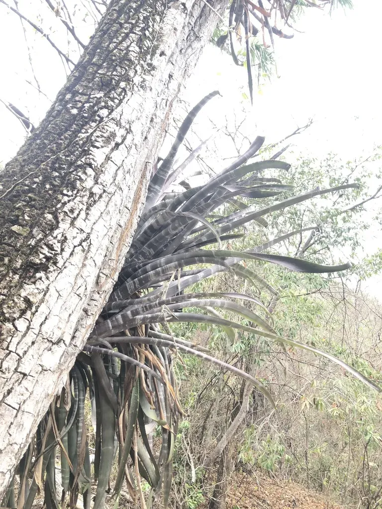 Billbergia Pallidiflora