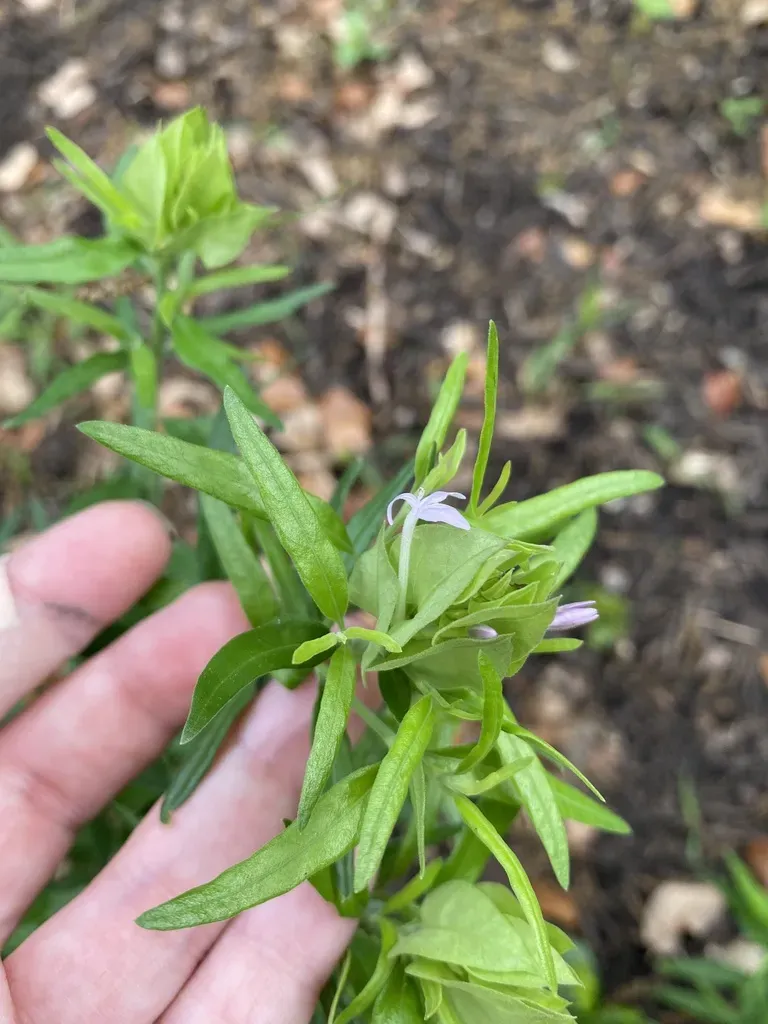 Yeatesia Platystegia