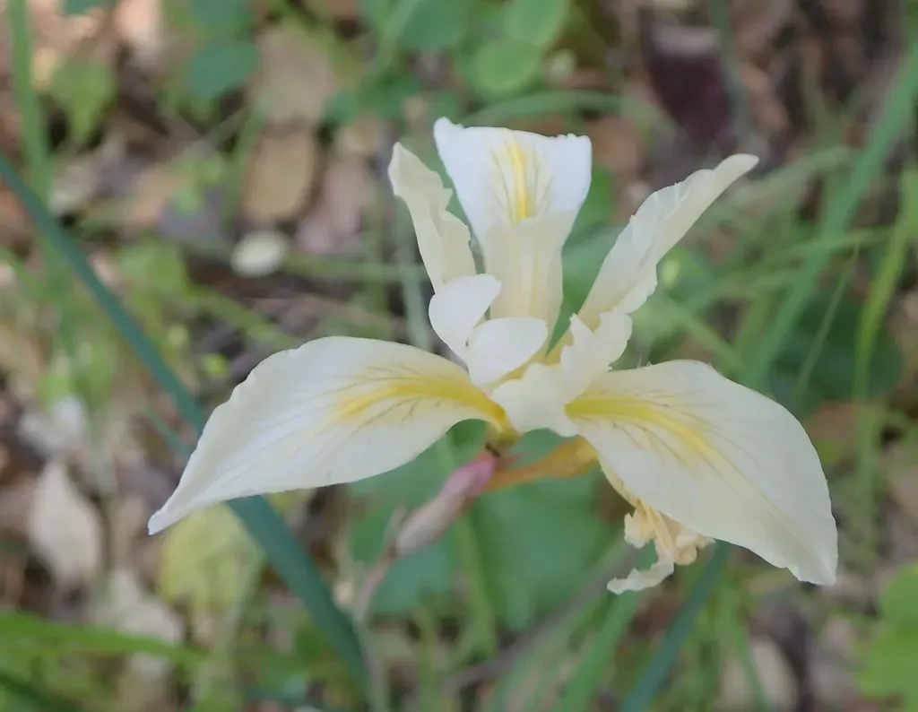 Fernald's Iris