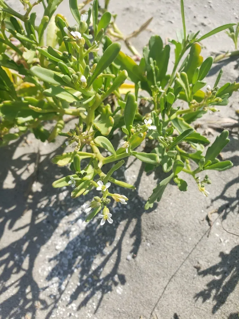 Gulf Coast Searocket