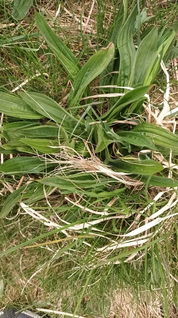 Ribwort Plantain