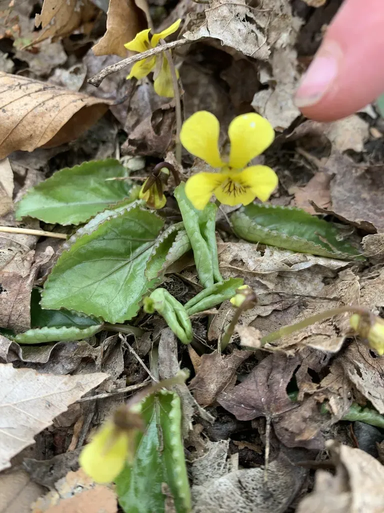 Roundleaf Yellow Violet
