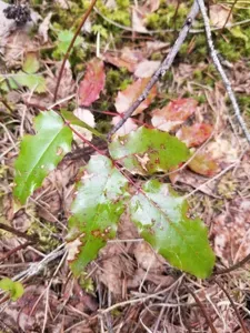 Oregon Grape