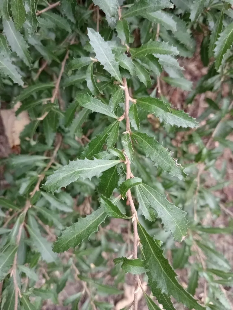 Narrow-leaved Lacebark