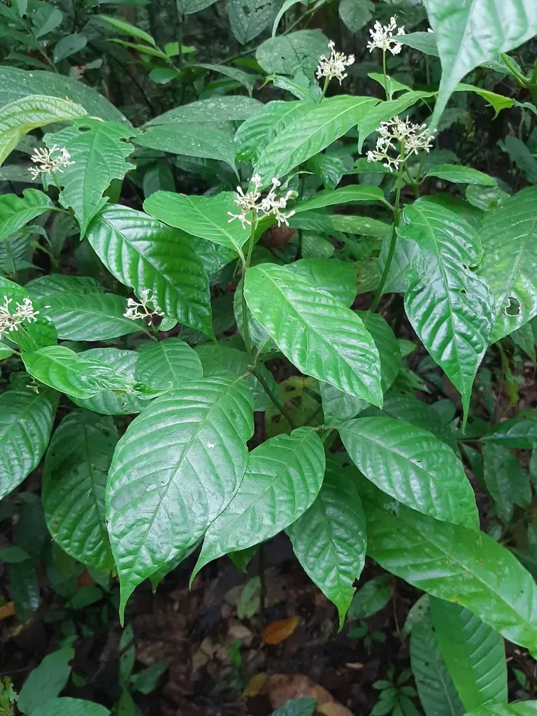 Palicourea Acuminata