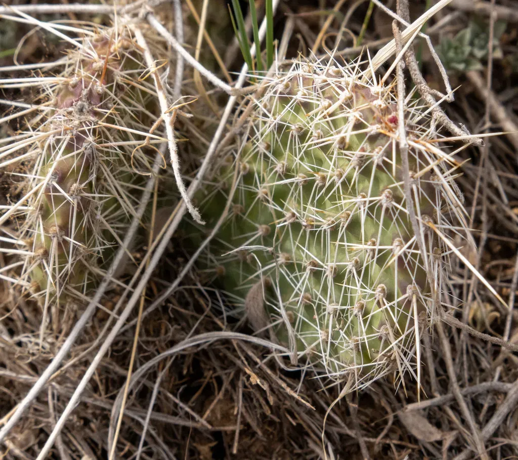 Plains Prickly Pear