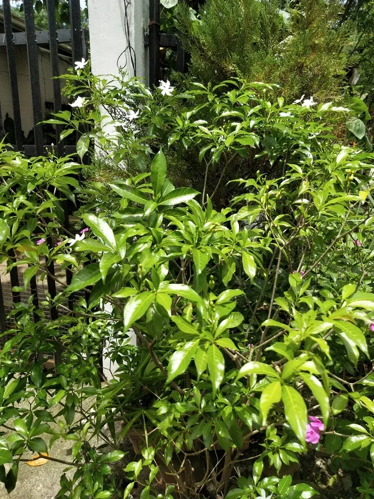 Tabernaemontana Corymbosa