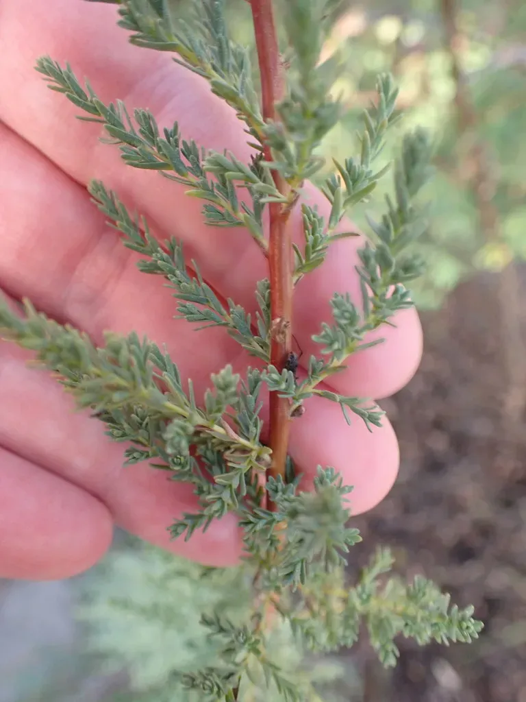 German Tamarisk