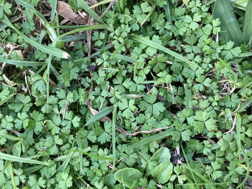 Three-part Pennywort