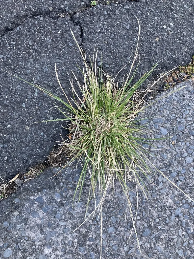 Rat's Tail Grass