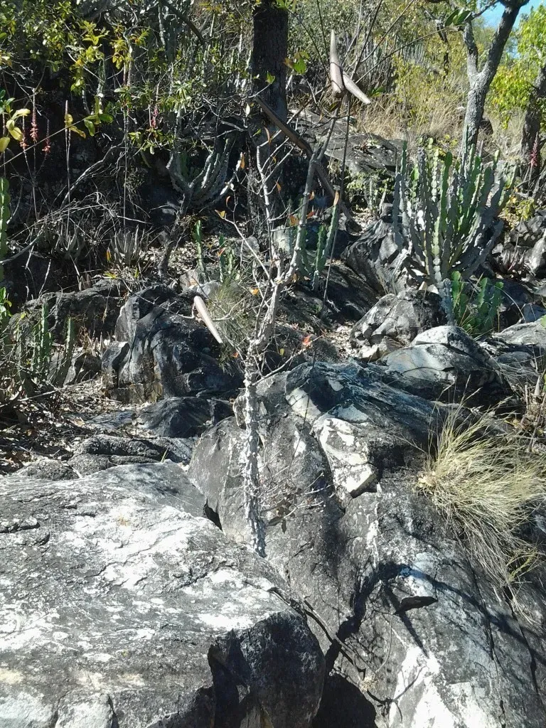 Strophanthus Welwitschii