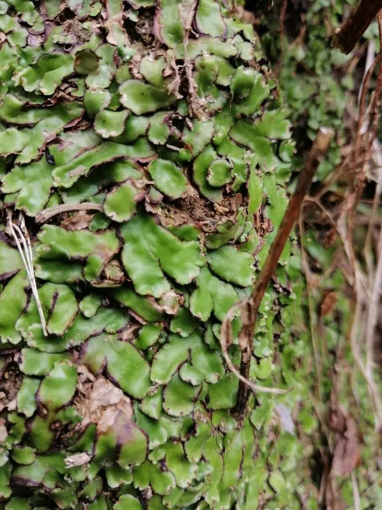 Plagiochasma Crenulatum