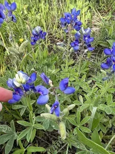 Texas Bluebonnet