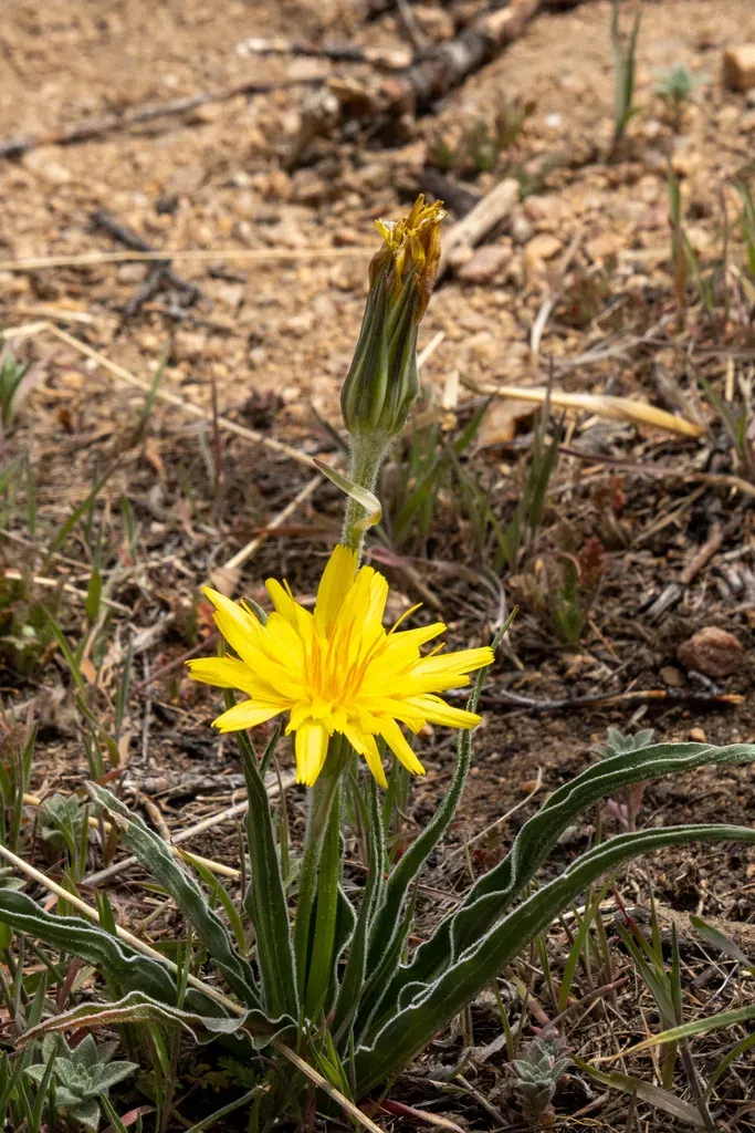 Prairie False Dandelion