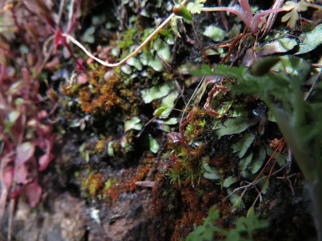 Muhlenberg's Cord-moss