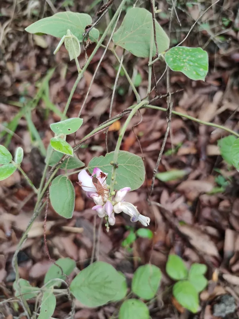 Canavalia Septentrionalis