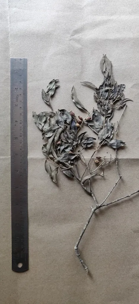 Syzygium Caryophyllatum