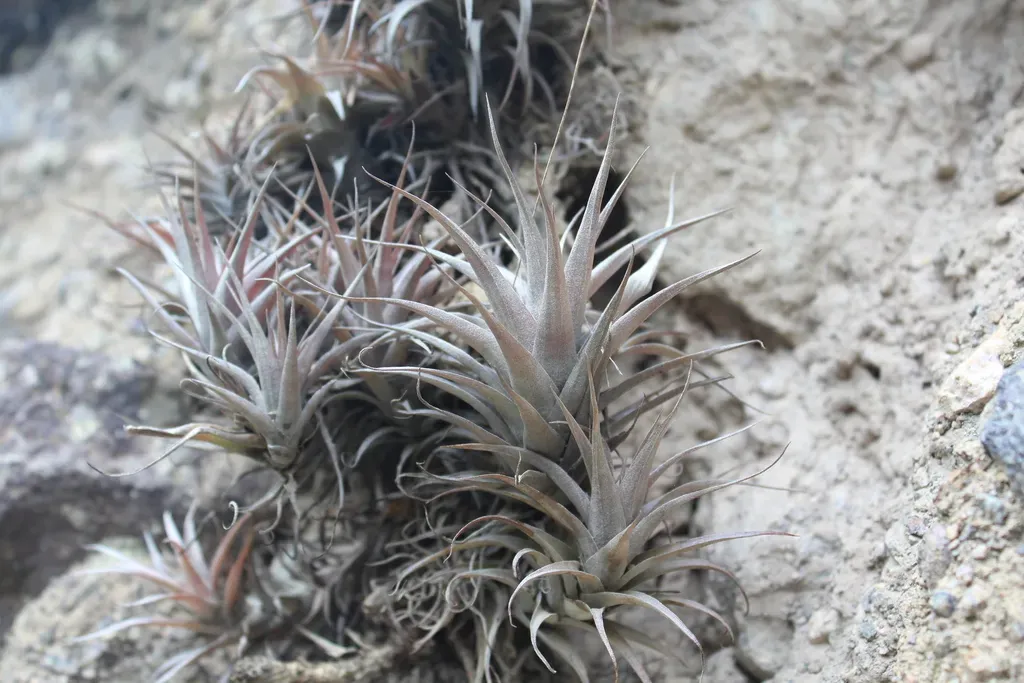 Tillandsia Nana