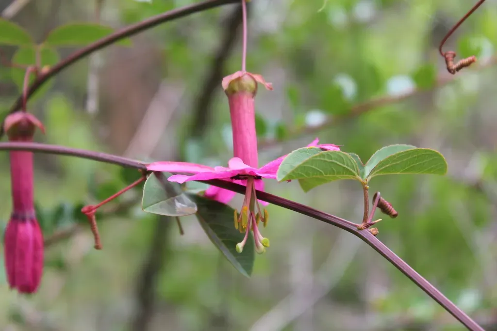 Passiflora Gracilens