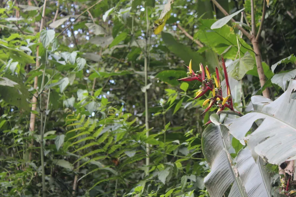Heliconia Subulata