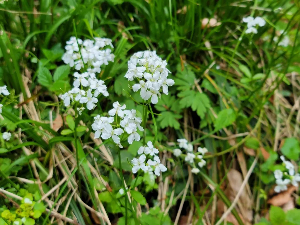 Trifoliate Bittercress