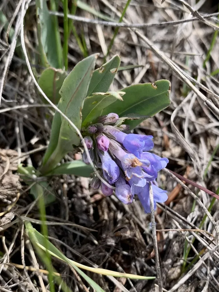 Oblongleaf Bluebells