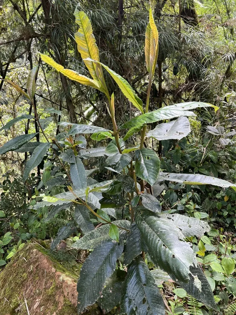 Brunellia Acutangula