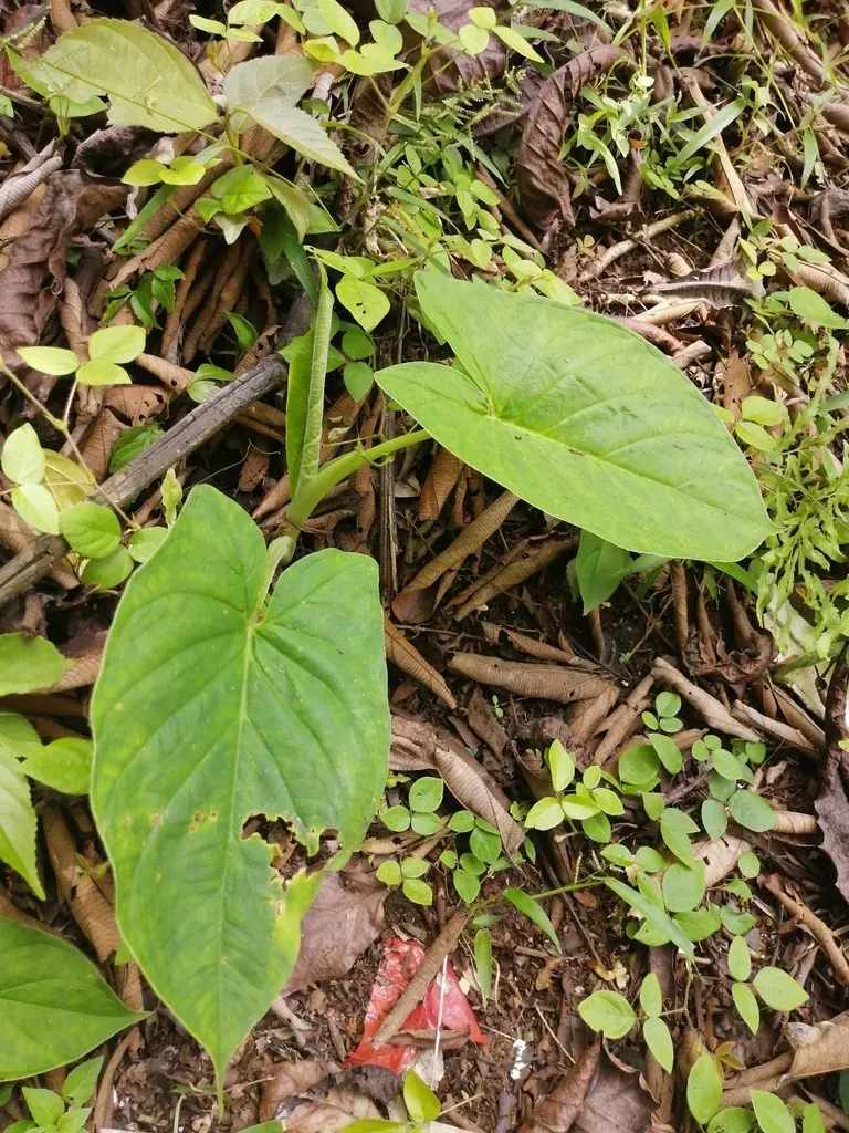 Xanthosoma Mexicanum