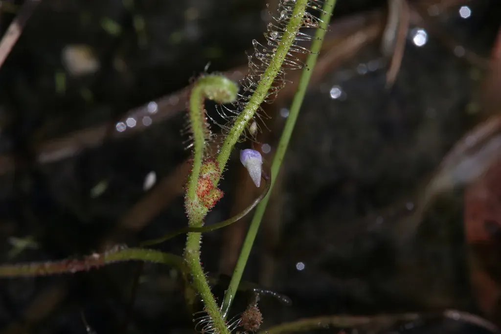 Utricularia Foveolata