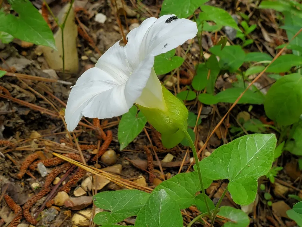 Catesby's False Bindweed