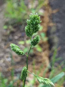 Orchardgrass