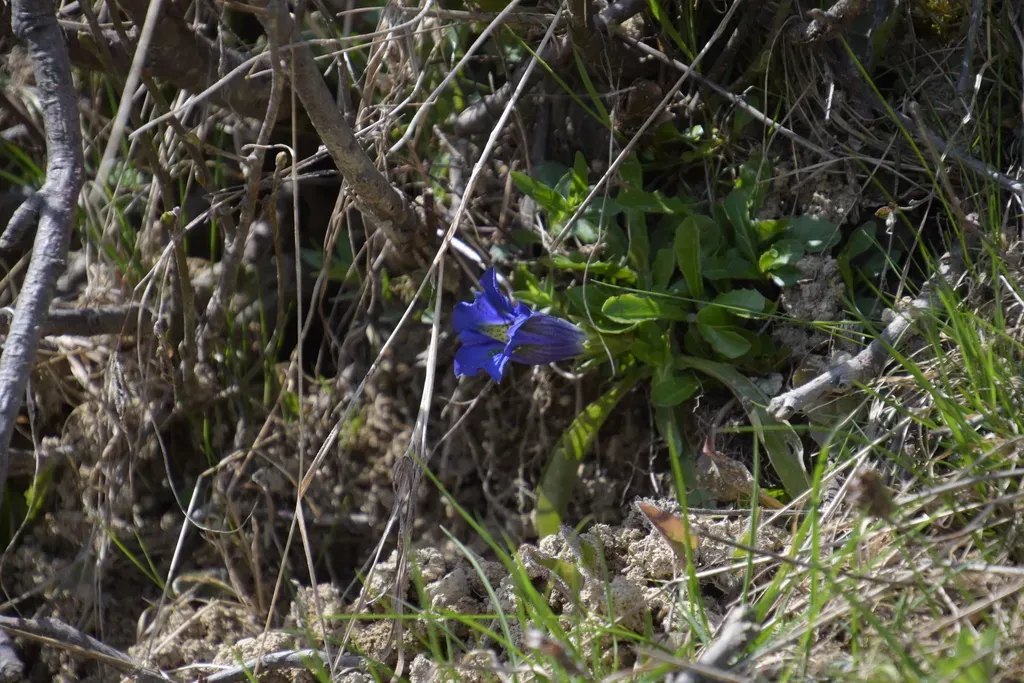 Gentiana Angustifolia
