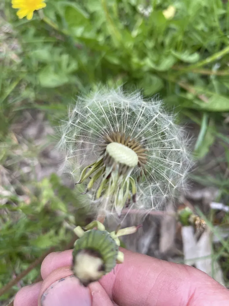 Dandelion