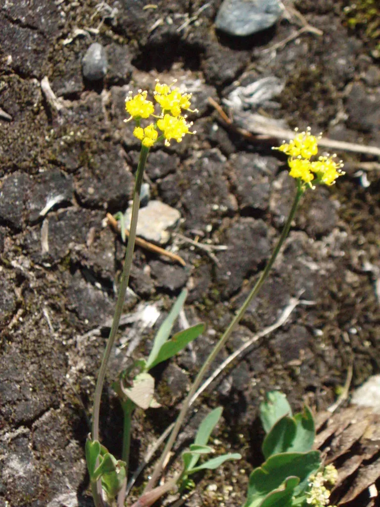 Tauschia Stricklandii
