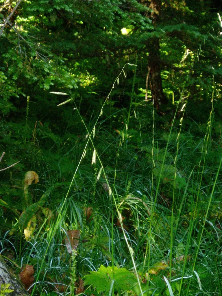 Nodding Semaphore Grass