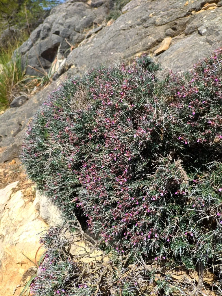 Teucrium Balearicum