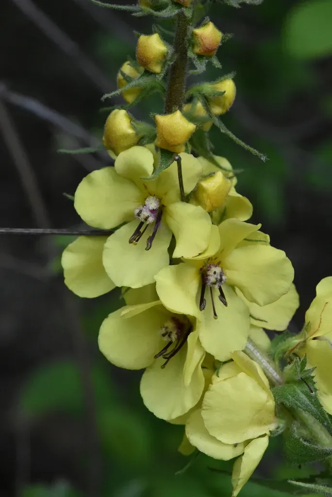 Verbascum Spectabile