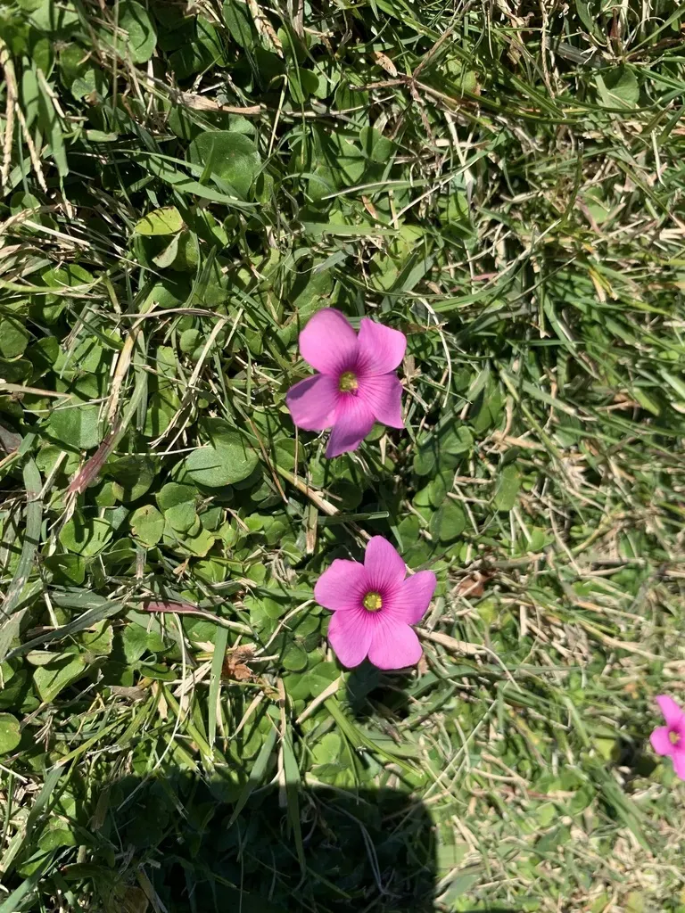 Fine Bristle Woodsorrel