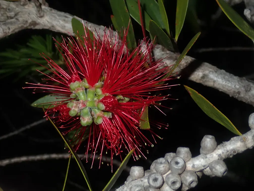 Cliff Bottlebrush